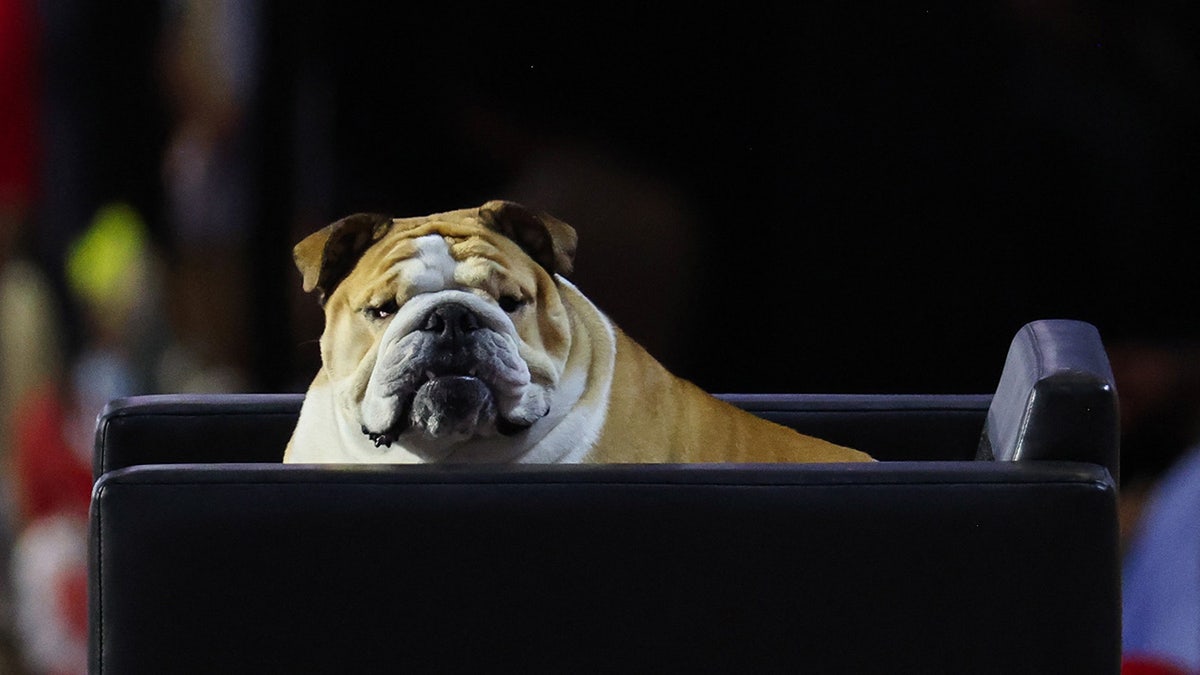 Babydog looks on as Gov. of West Virginia Jim Justice speaks on Day 2 of the Republican National Convention