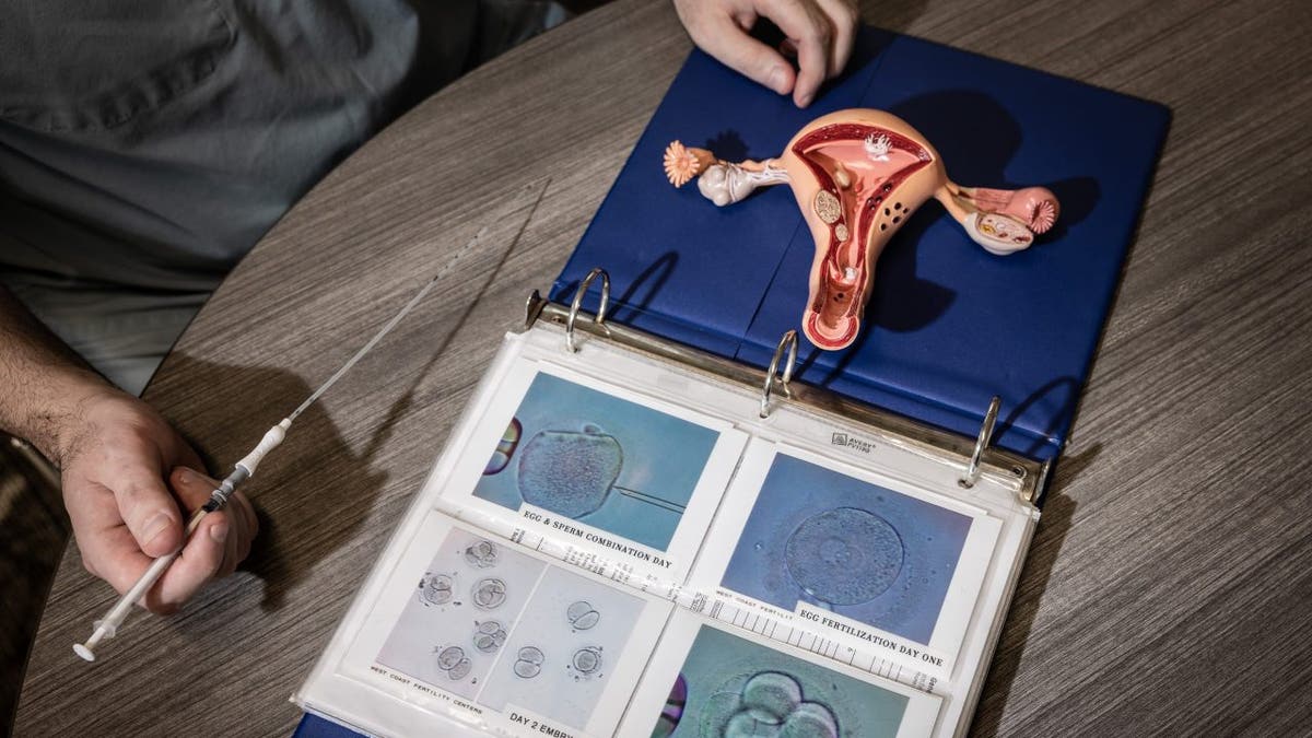 IVF model vagina uterus