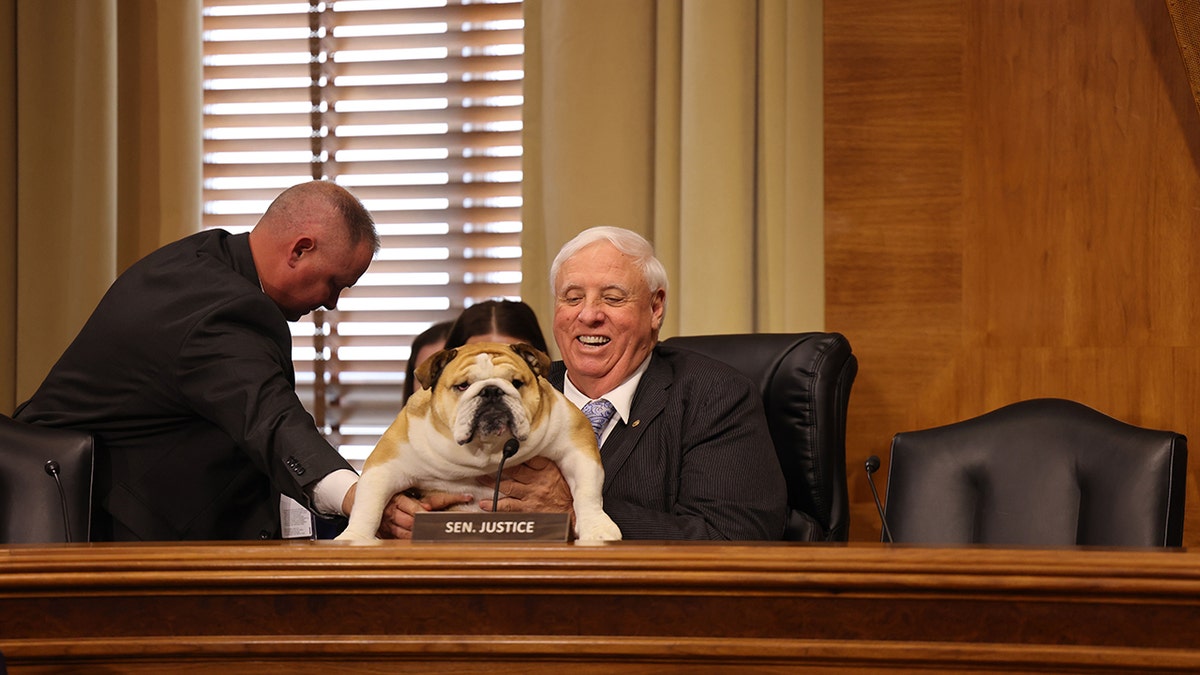 West Virginia Sen. Jim Justice holds his English bulldog, Babydog