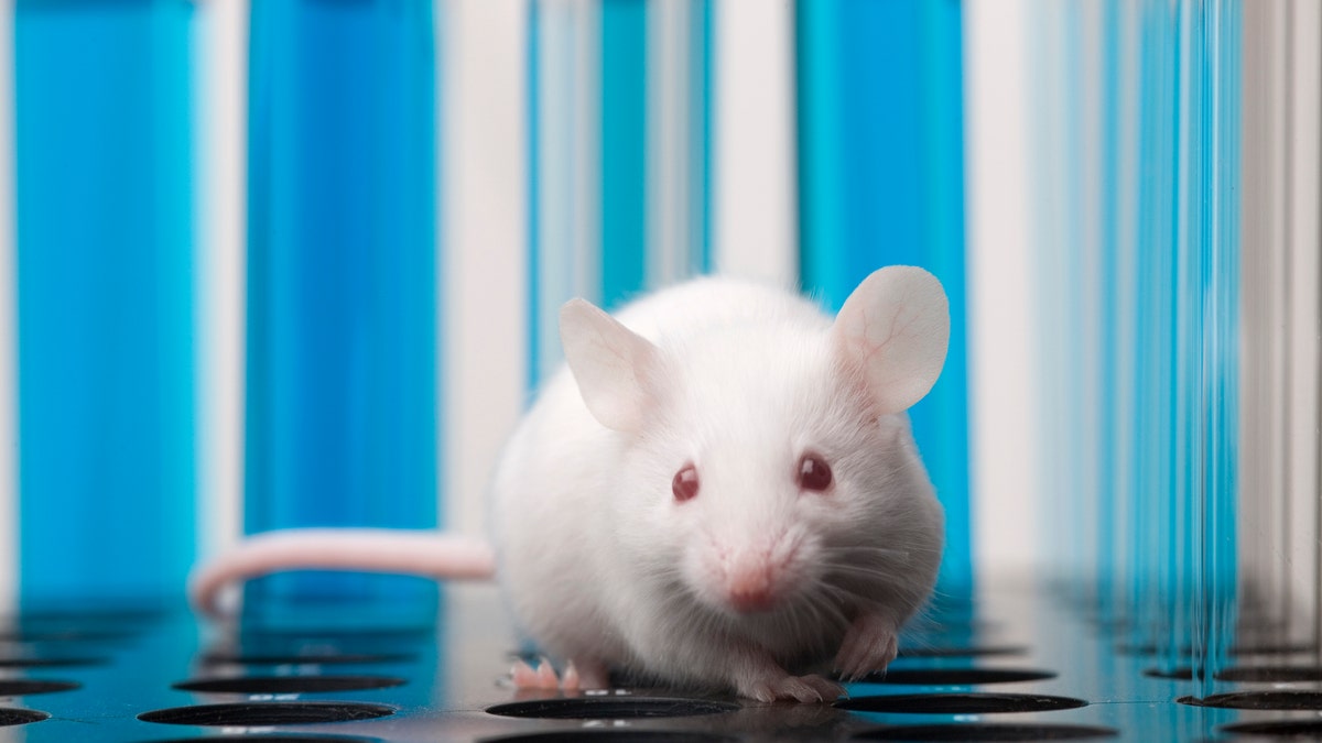 A laboratory mouse is confined.