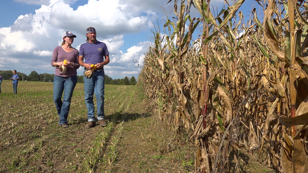 farmers walking on field, looking at corn stalks