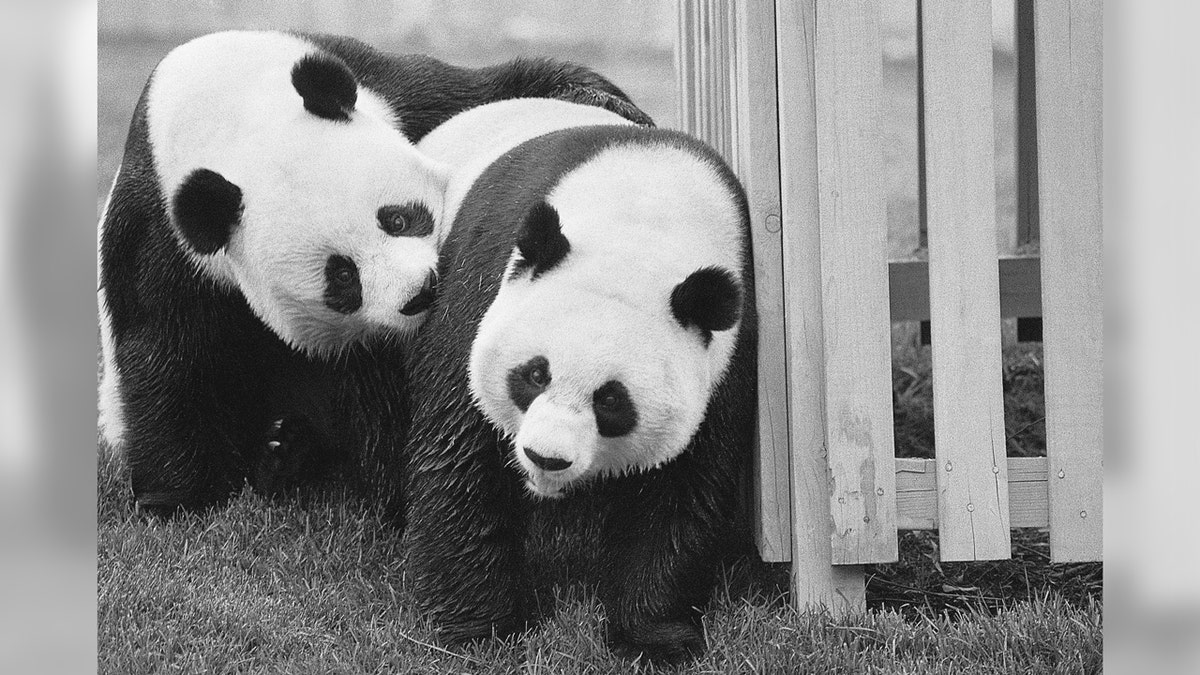 Giant pandas Hsing-Hsing and Ling-Ling frolic at the National Zoological Park near Washington, D.C.