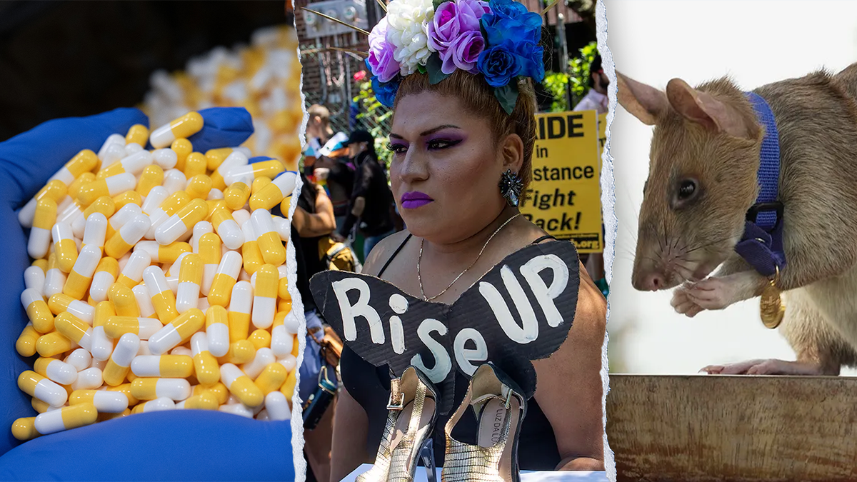 President Donald Trump's National Institute of Health quietly cut over $1 million in federally funded research evaluating if rats going through hormone therapy were more likely to overdose on a popular party drug.