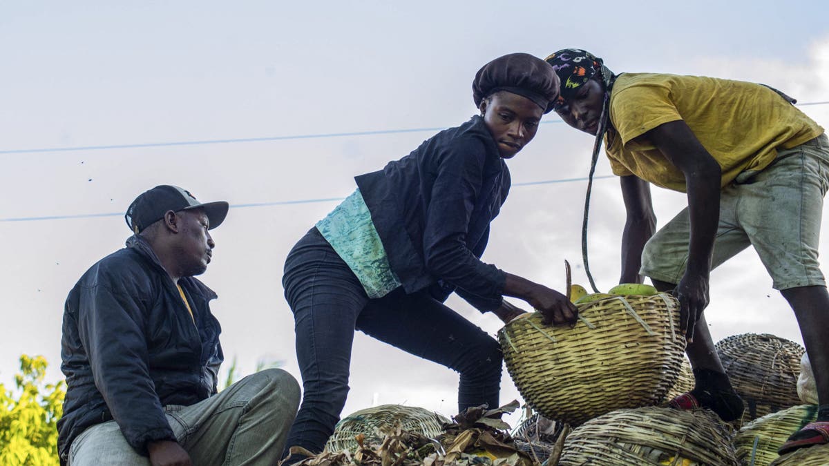 Haitians unloading mangoes