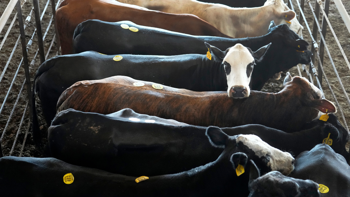 American cattle shown at a livestock auction
