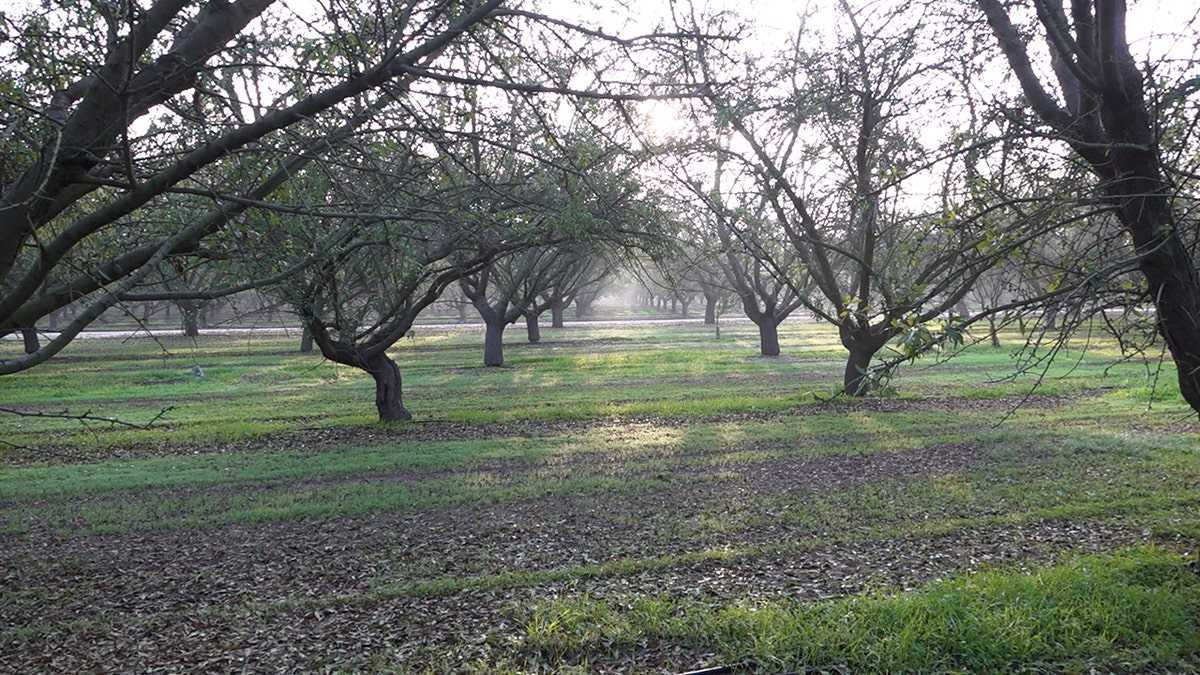 Early morning at a California almond farm.
