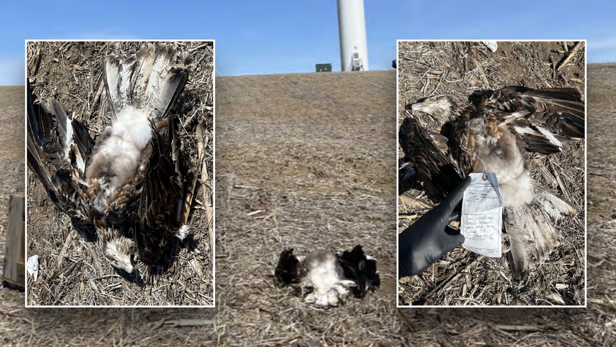 Close up images of bald eagles killed by turbines