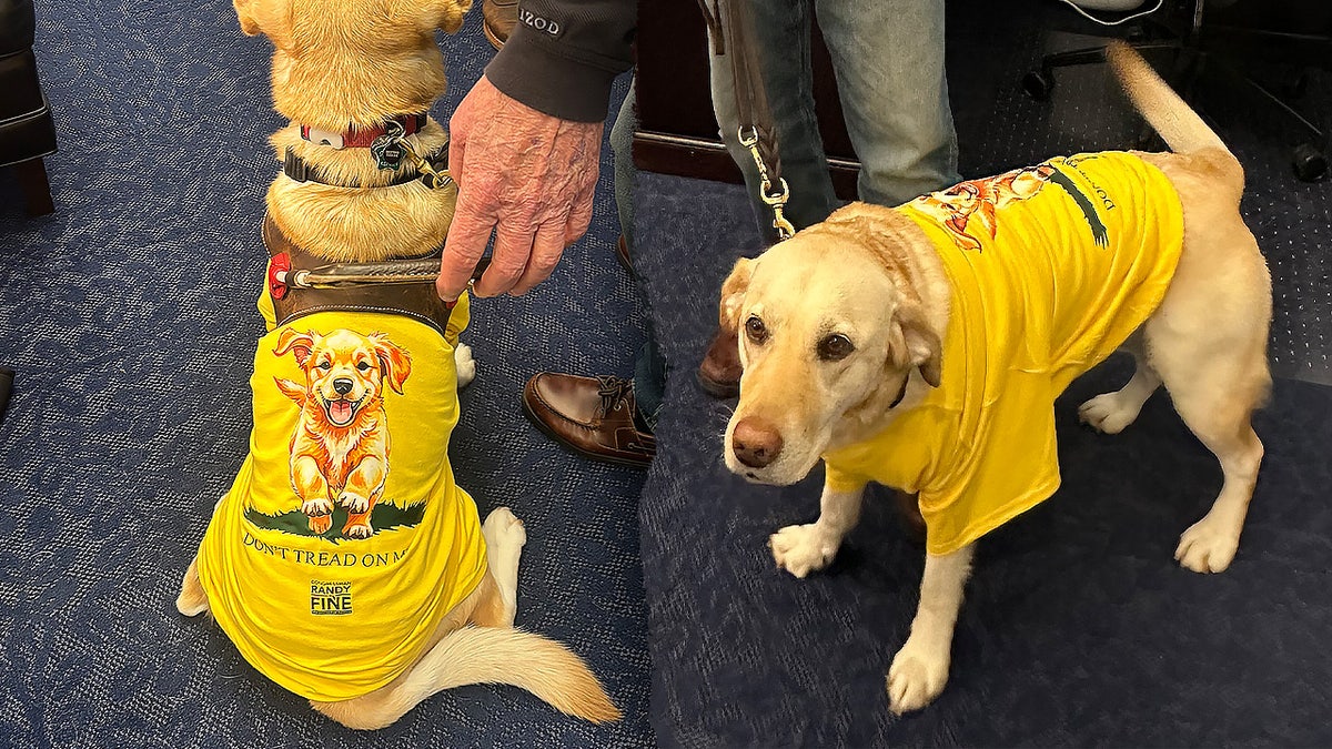 A split image of a yellow Labrador wearing a "Don't tread on me" t-shirt