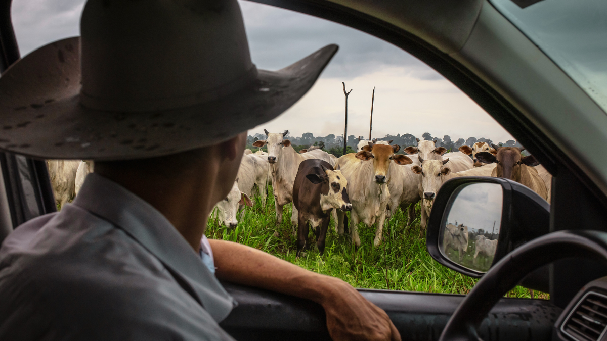 Rancher inspecting cattle from a truck on a farm