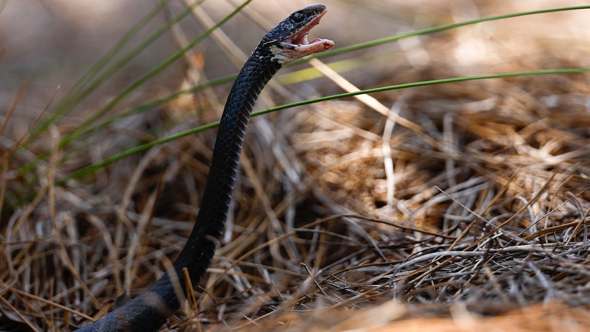 A North American Racer Snake slithers on a golf course
