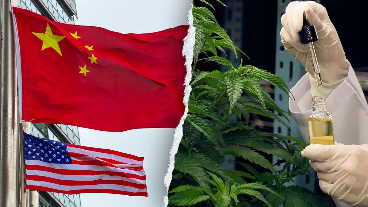 China and US flag and cannabis plant