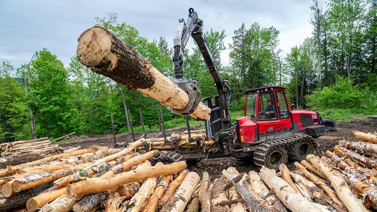 Industrial logging in America