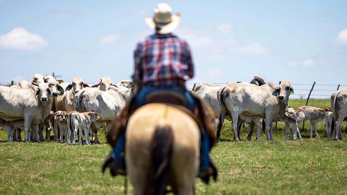 Cattle stand in a ranch pasture in Frio County, Texas.