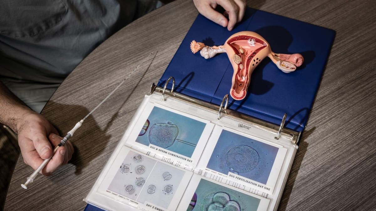IVF model vagina uterus 