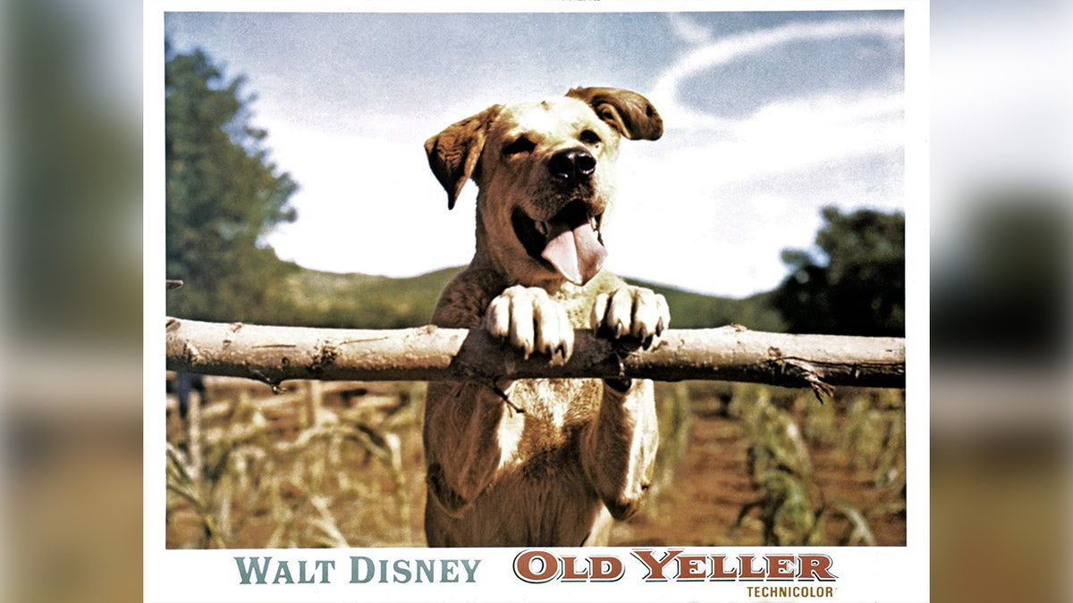Old Yeller post card